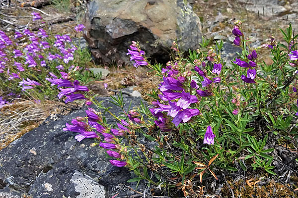 Low Bush Penstemon